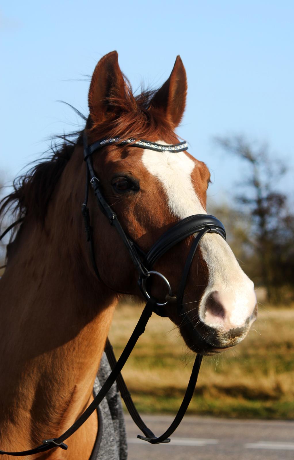 Anden særlig race Peter Pan (SOLGT) * For evigt elsket <3* - NYT: Lækre Peter :) billede 2