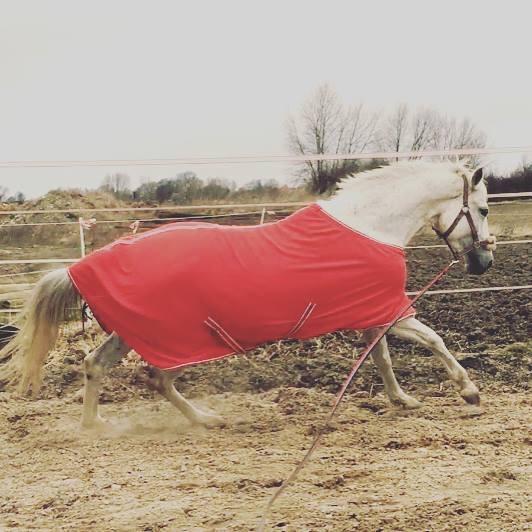 Trakehner Gabie billede 2