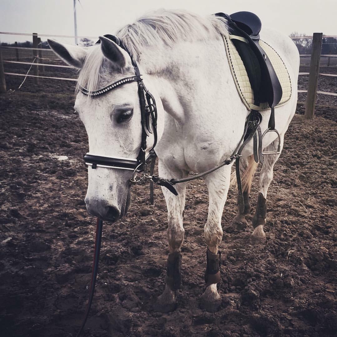 Trakehner Gabie billede 1