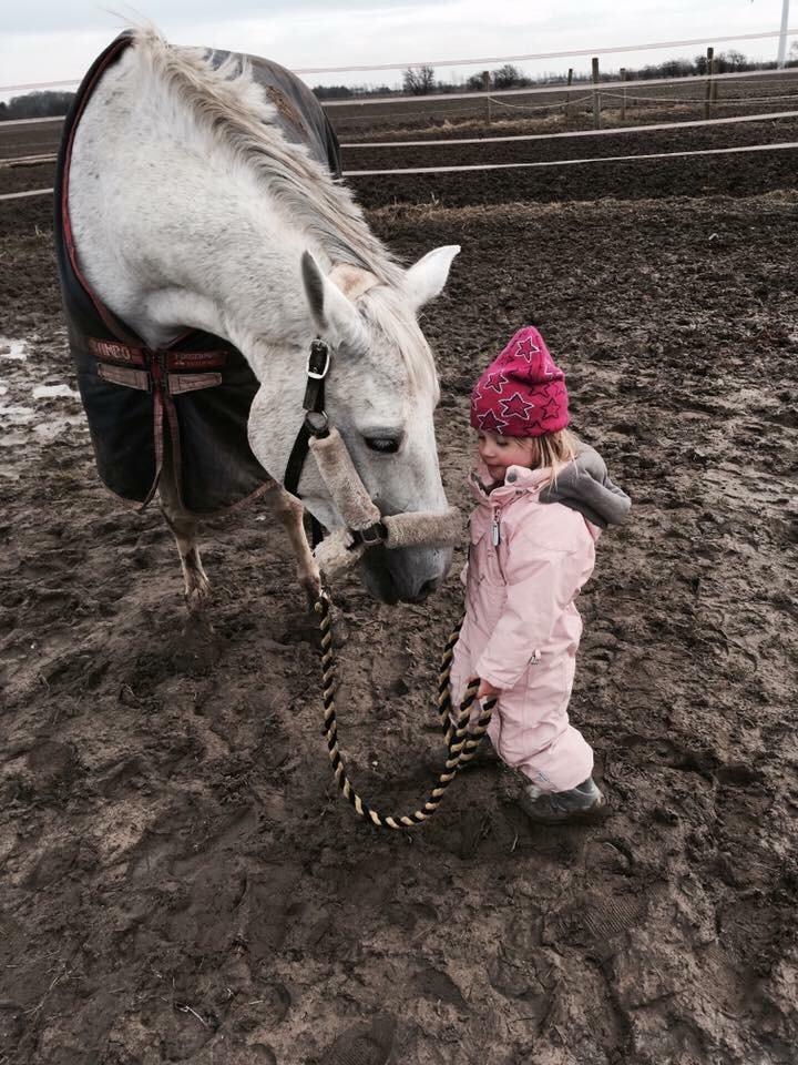 Trakehner Gabie billede 3