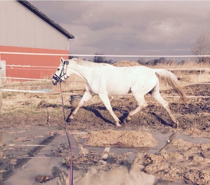 Trakehner Gabie billede 4