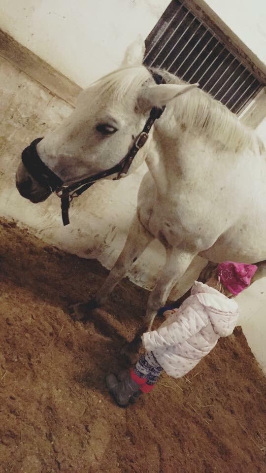 Trakehner Gabie billede 5