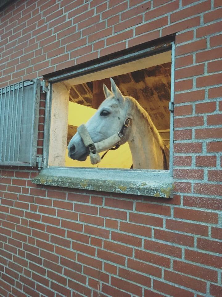 Trakehner Gabie billede 6