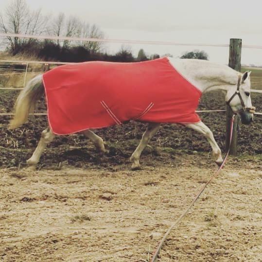 Trakehner Gabie billede 7