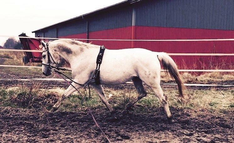 Trakehner Gabie billede 8
