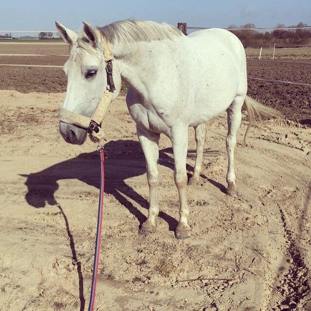 Trakehner Gabie billede 9