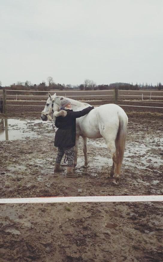 Trakehner Gabie billede 10