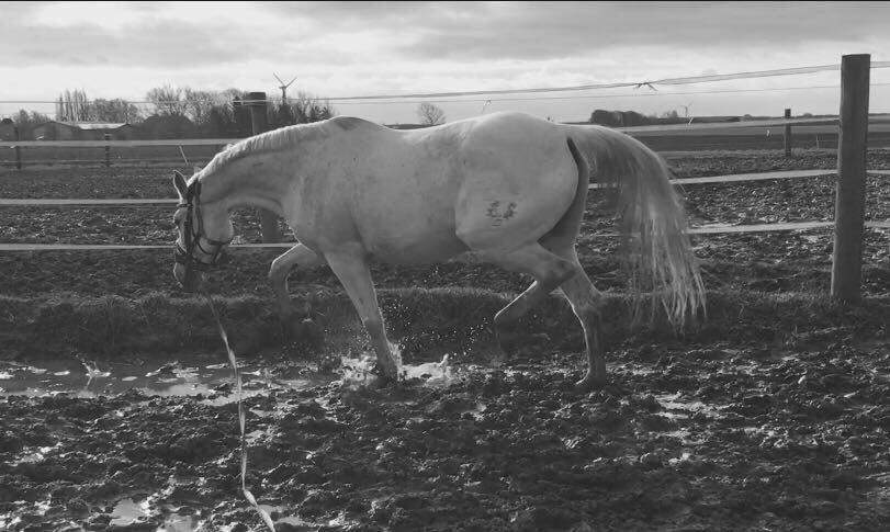 Trakehner Gabie billede 11