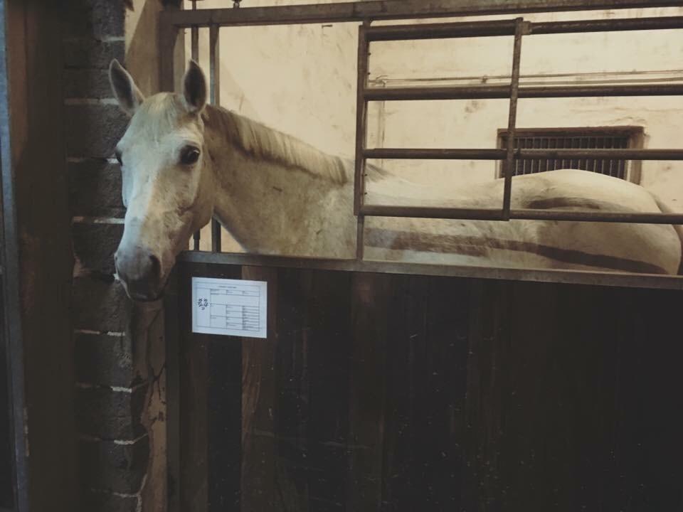 Trakehner Gabie billede 12