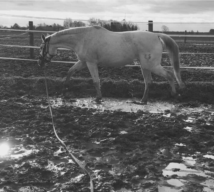 Trakehner Gabie billede 13