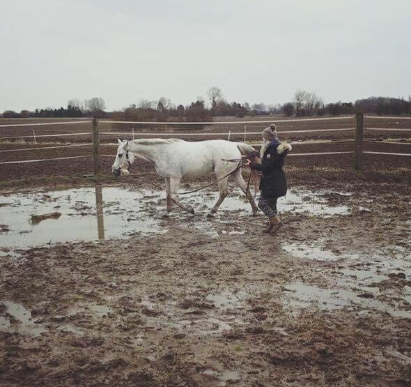 Trakehner Gabie billede 14