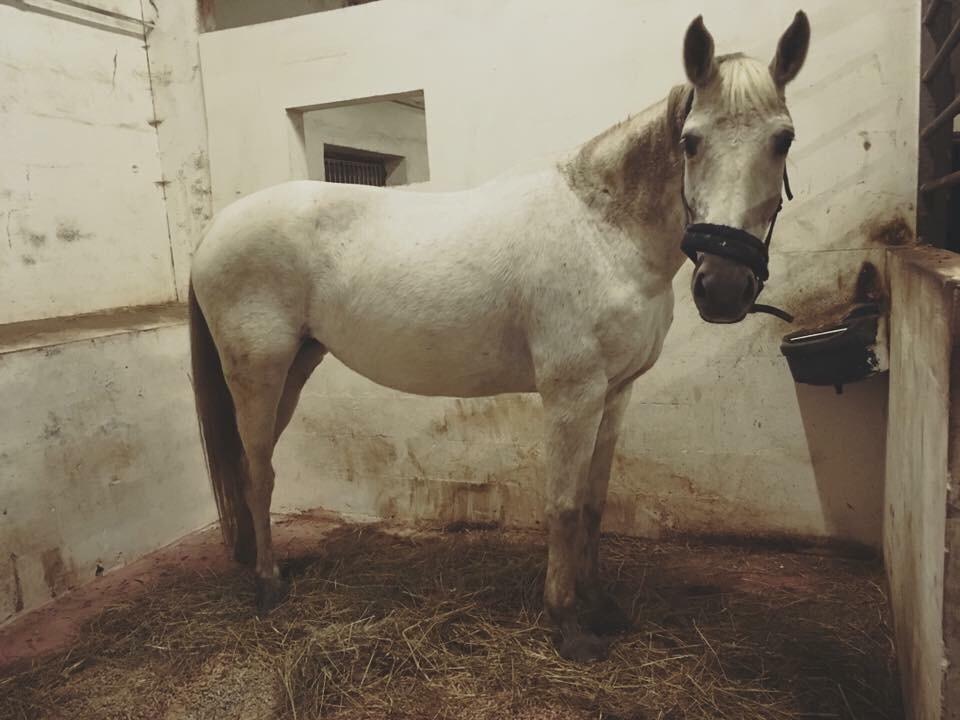 Trakehner Gabie billede 15