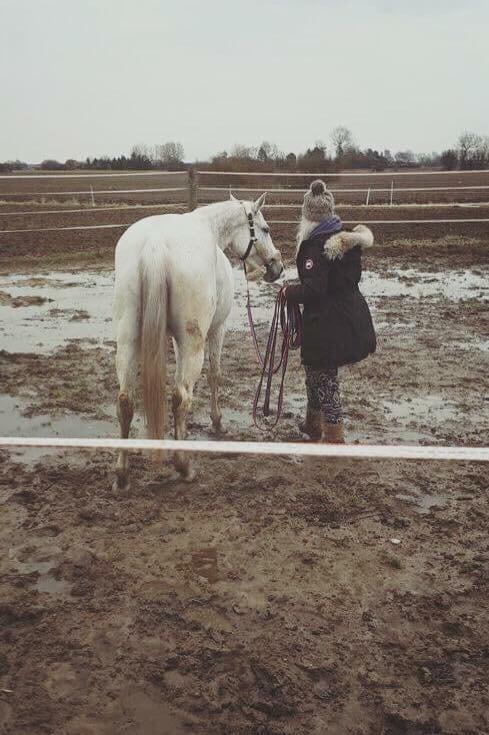 Trakehner Gabie billede 16