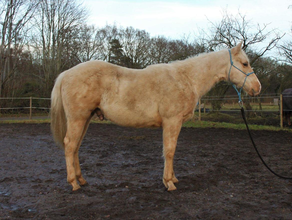 Quarter Doc´s Twinkie Bar  billede 6