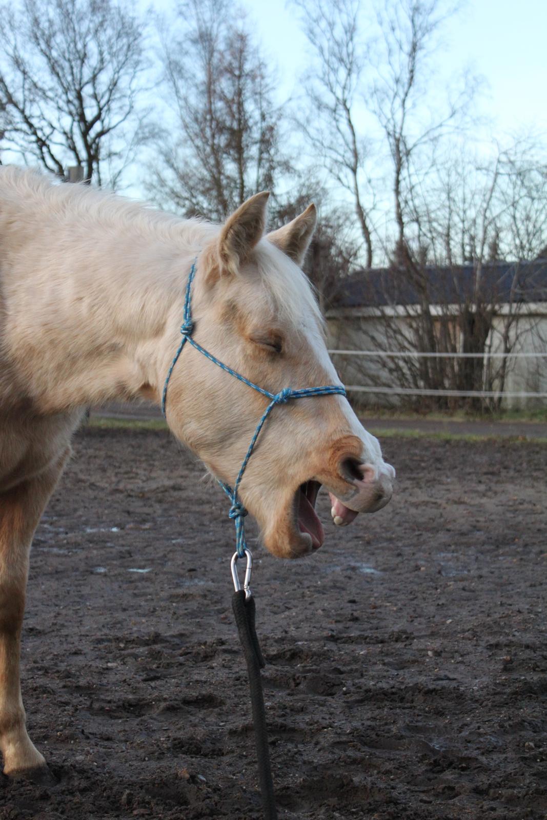 Quarter Doc´s Twinkie Bar  - ååårrrh det er hårdt det der jordtræning!! billede 7