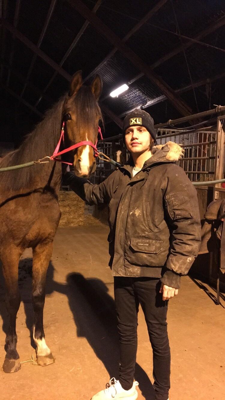 Dansk Varmblod Bankgårds Coletté billede 19