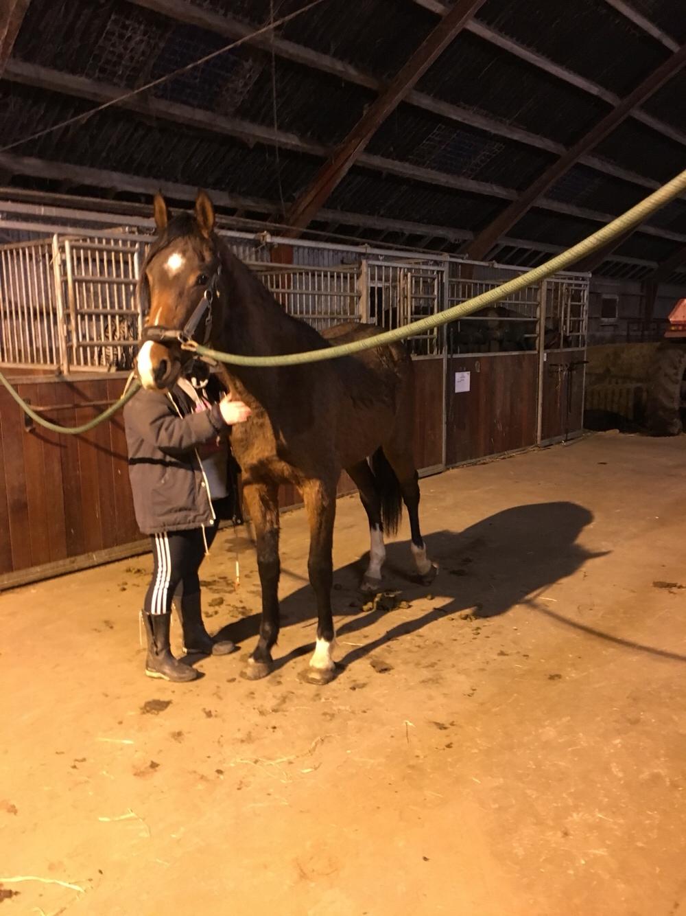 Dansk Varmblod Bankgårds Coletté billede 18