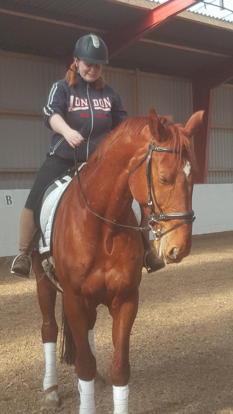 Dansk Varmblod Bækgårdens Amazing  - hygge dag med en anden rytter på 😘 billede 9