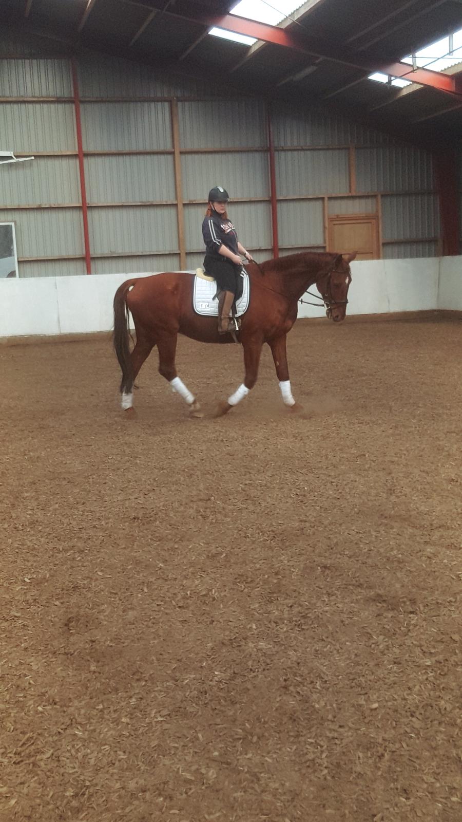 Dansk Varmblod Bækgårdens Amazing  - igen med anden rytter 😘 billede 10