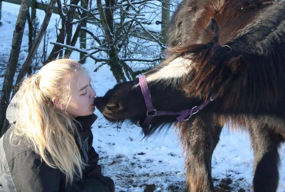 Irish Cob Nydal's Dark Knight of Sorcas - 14/01-17 billede 14