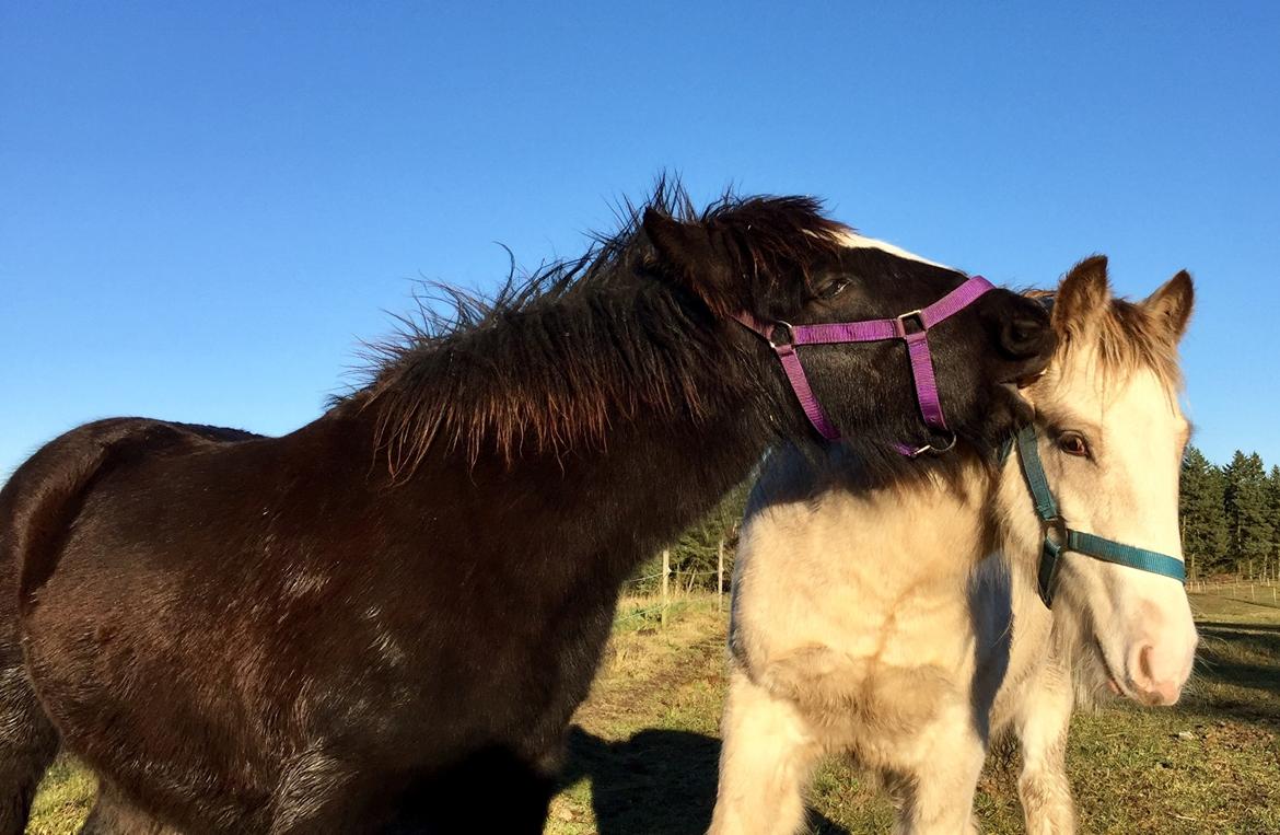 Irish Cob Nydal's Dark Knight of Sorcas - 27/11-16. Sorcas prøver at få hans halvbror, Frosty, til at lege med ham.  billede 15