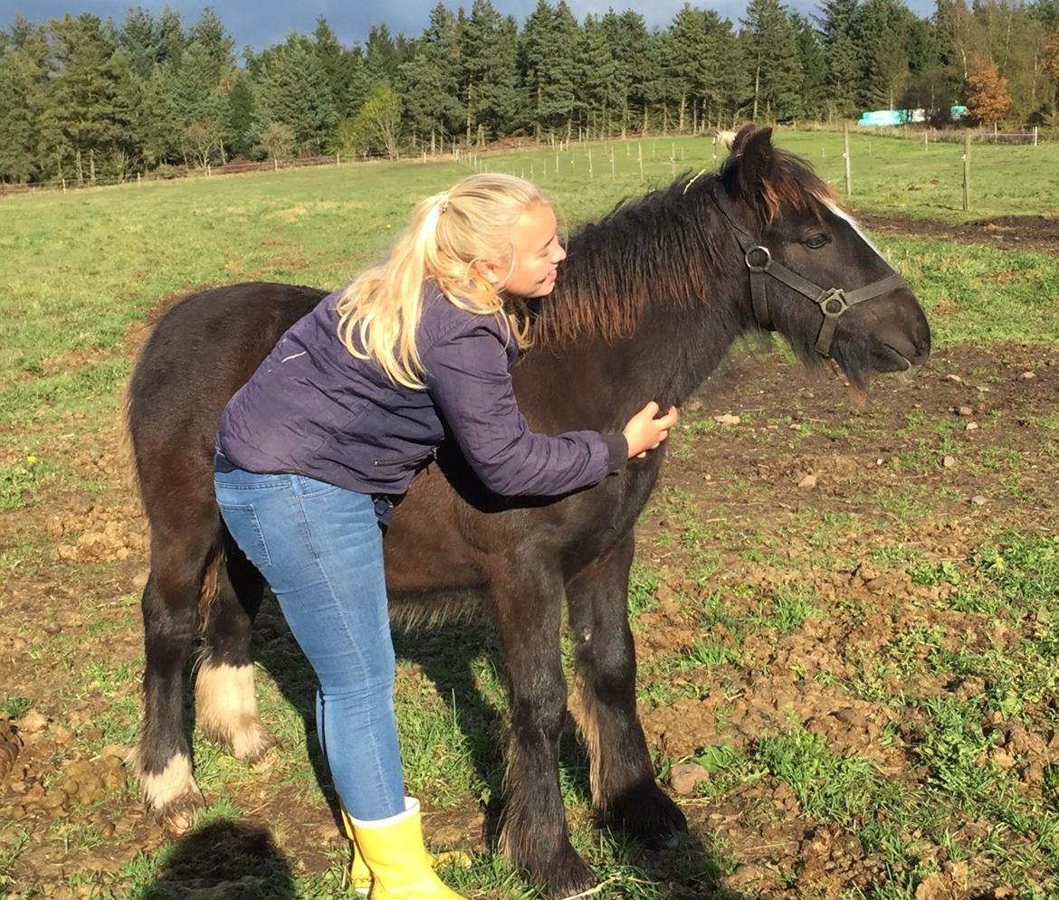 Irish Cob Nydal's Dark Knight of Sorcas - 20/10-16. Den dag jeg officielt blev Sorcas' ejer. billede 16