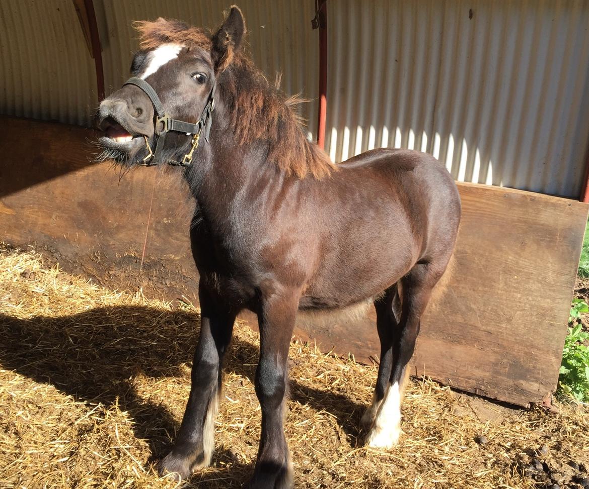 Irish Cob Nydal's Dark Knight of Sorcas - 11/09-16 billede 18