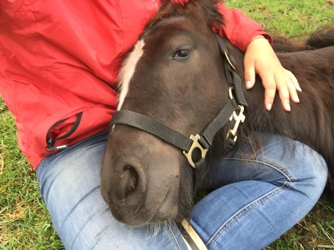 Irish Cob Nydal's Dark Knight of Sorcas - 11/09-16. Skødehesten. billede 17