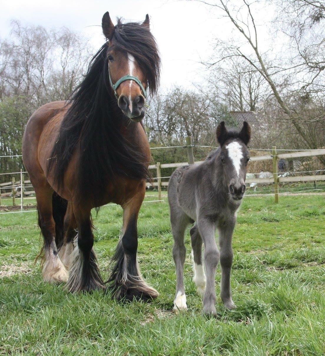 Irish Cob Nydal's Dark Knight of Sorcas - 16/04-16. Sorcas og hans mor, da han kun var 1 dag gammel. Billede lånt af avler, Helle Gjørup. billede 20