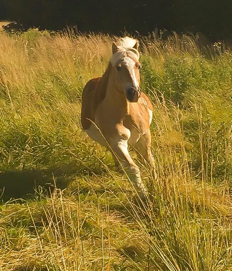 Tyroler Haflinger Asterix  - En glad musen i galoperne mig i møde på fold <3 billede 5