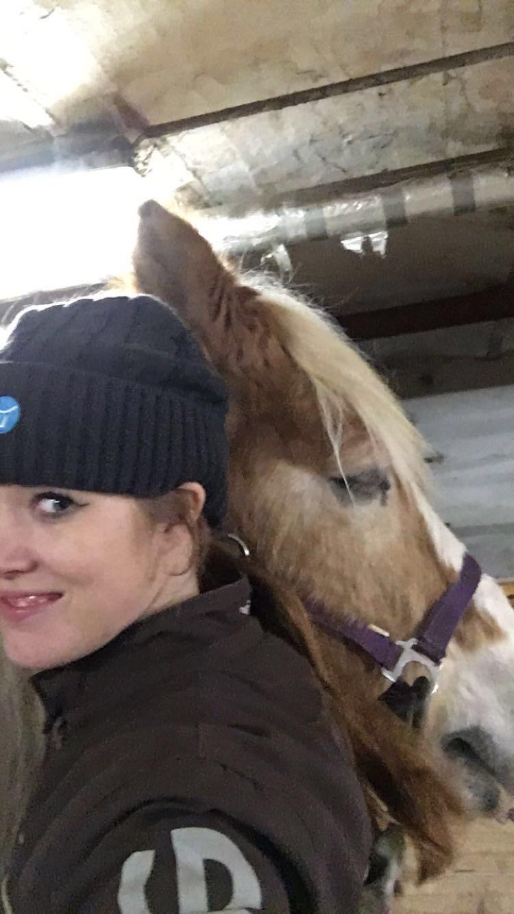 Tyroler Haflinger Asterix  - Det her er bar ren kærlighed <3 billede 7