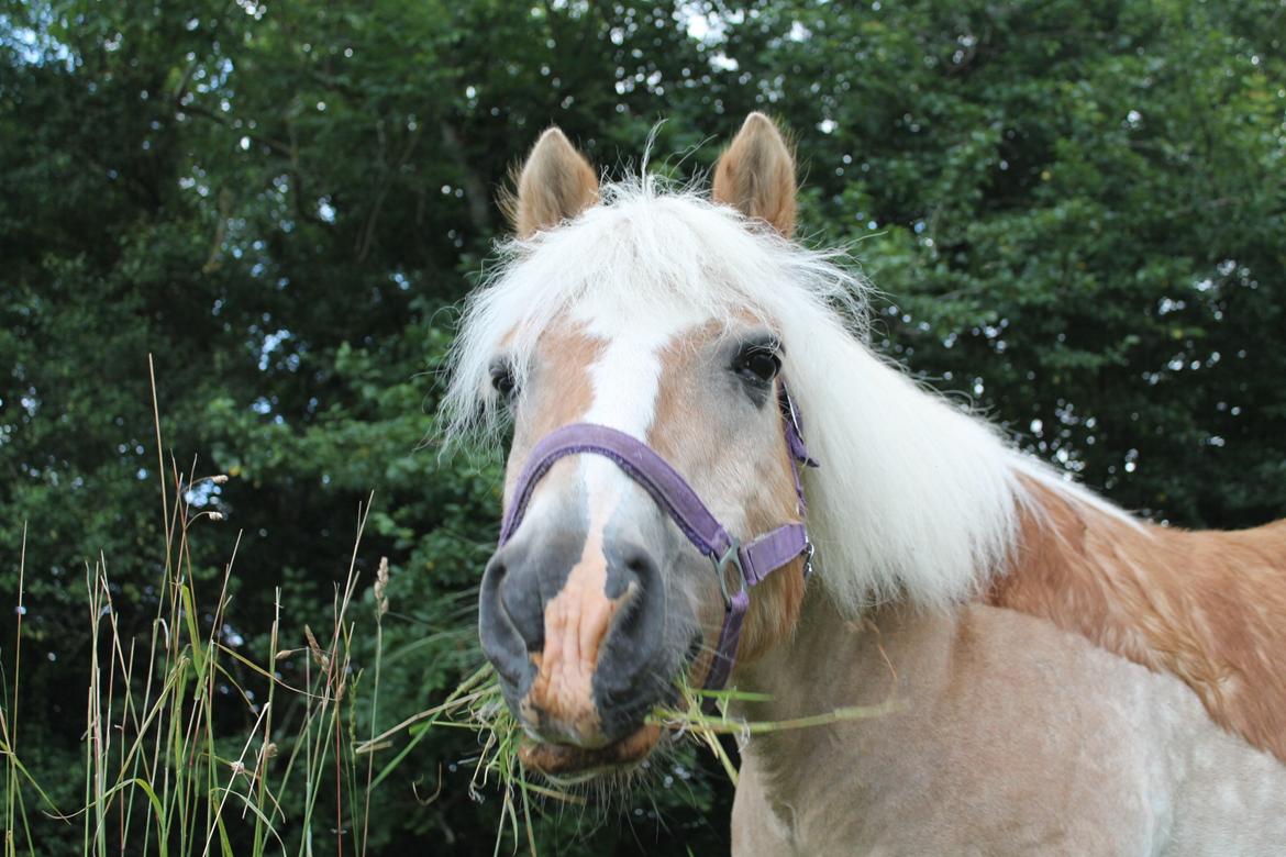 Tyroler Haflinger Asterix  - Sommer billede 2016 billede 8