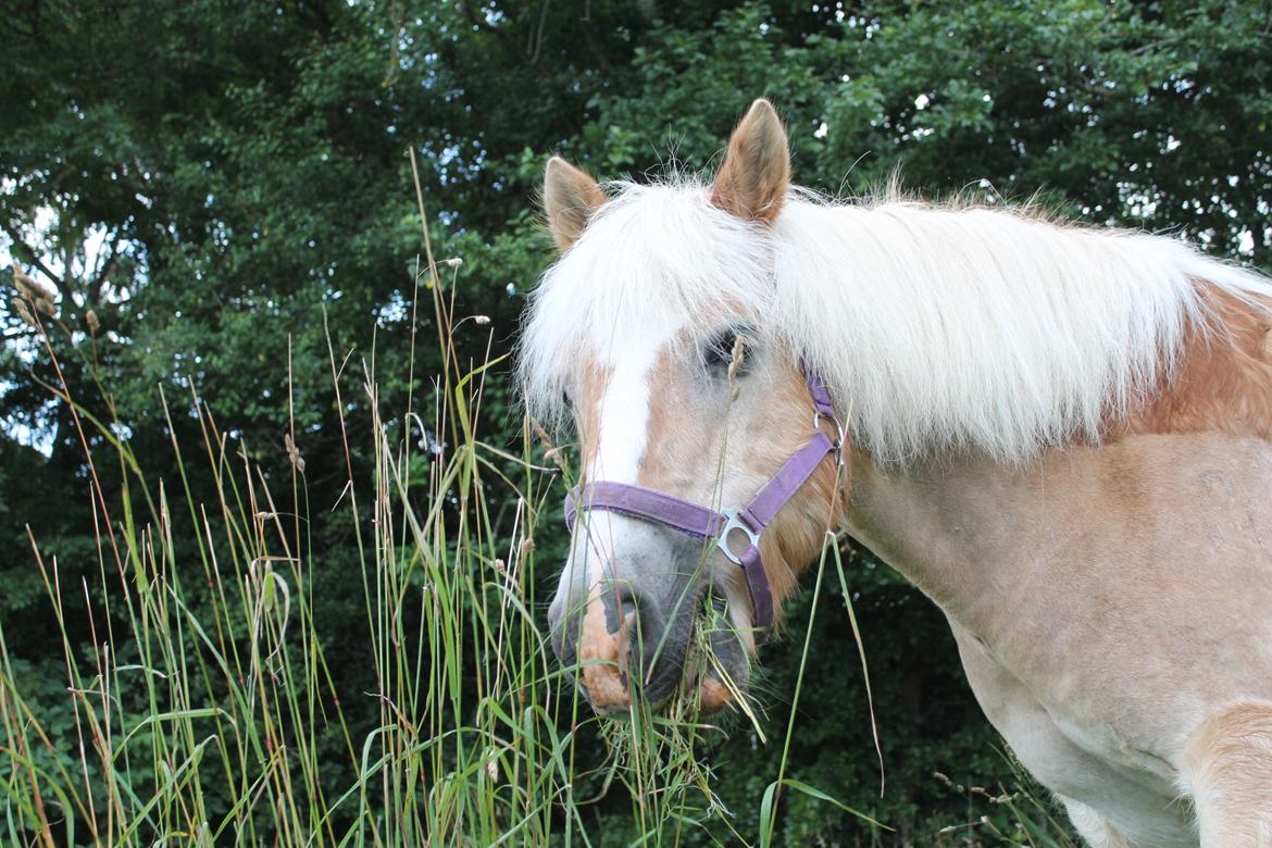 Tyroler Haflinger Asterix  - Sommer billede 2016 billede 9