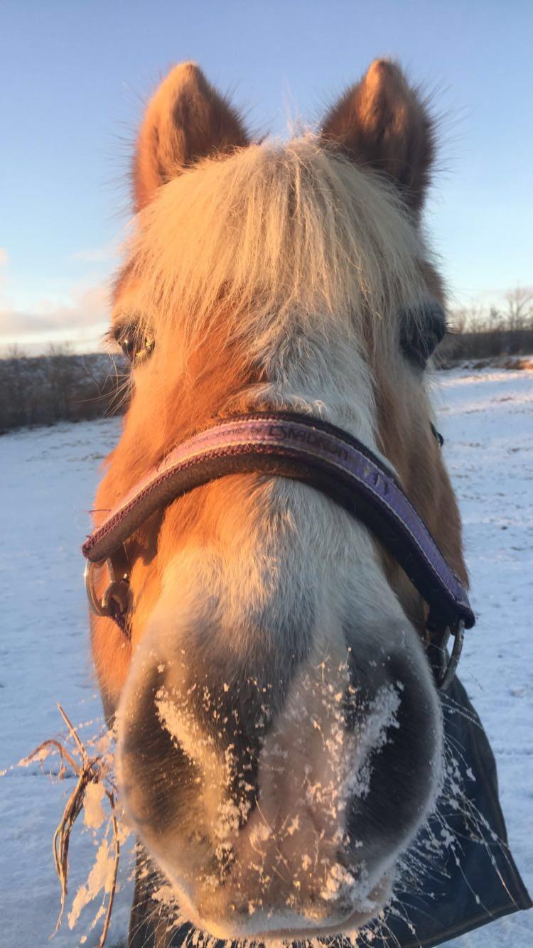 Tyroler Haflinger Asterix  - Sne billede <3 billede 6