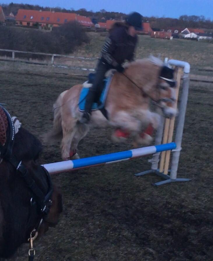 Tyroler Haflinger Asterix  - Spring billede af os D.23/3-2017 billede 10