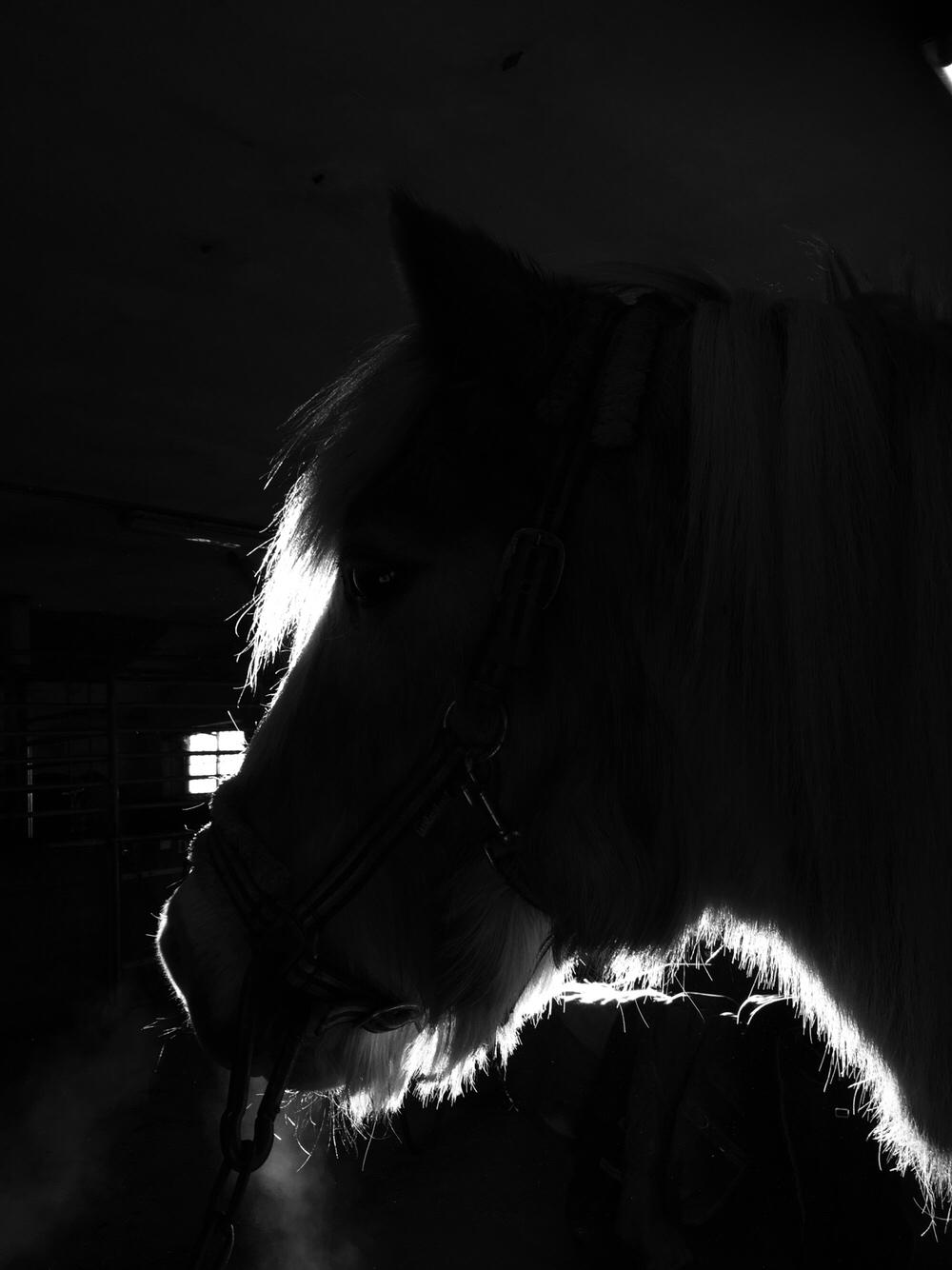 Tyroler Haflinger Asterix  - Hygge i stalden d.23/3-2017 mig der har taget billedet billede 11