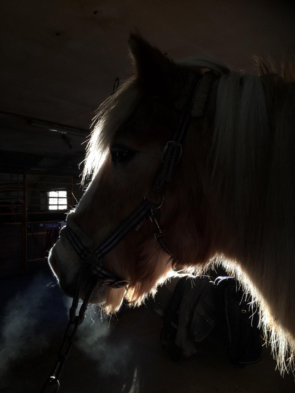 Tyroler Haflinger Asterix  - Hygge i stalden d.23/3-2017 mig der har taget billedet billede 12