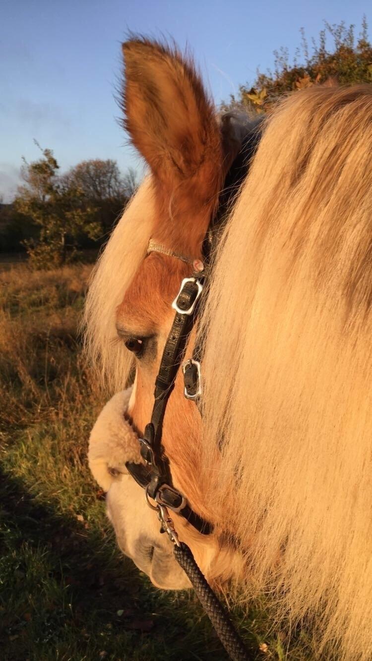 Tyroler Haflinger Asterix  - Tur  billede 21