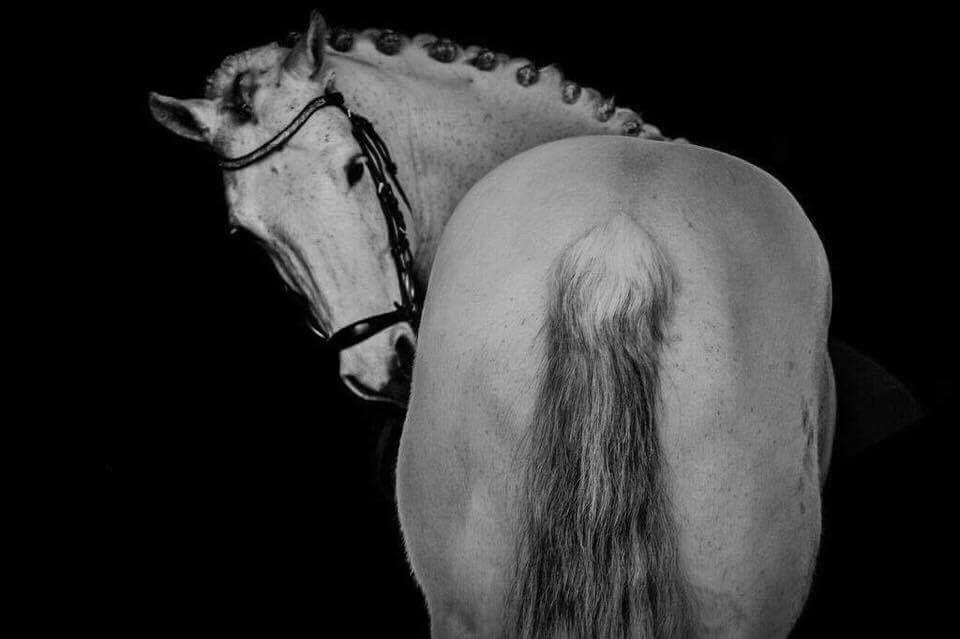 Connemara Asasara Hugin billede 1