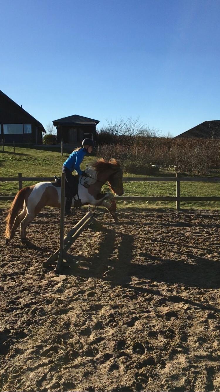 Islænder Embla fra Katrinedal - Første gang Embla springer andet en små kryds❤️ billede 12