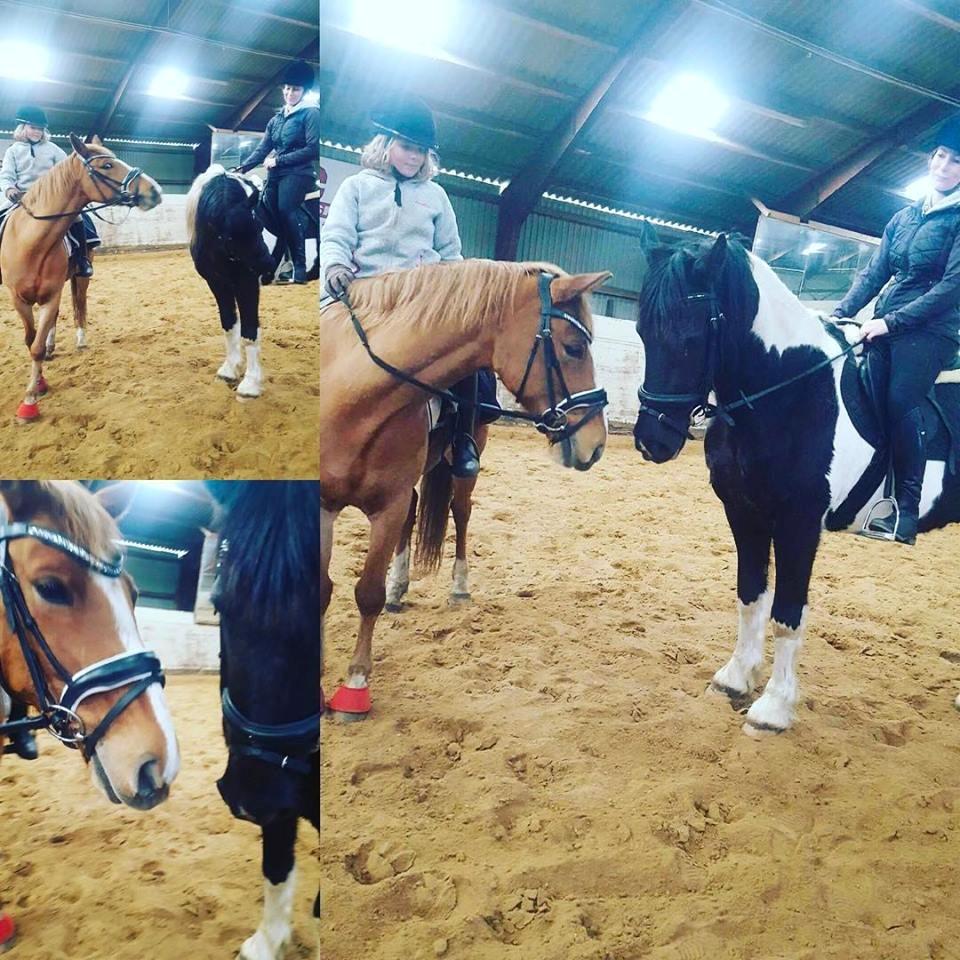 Anden særlig race Bastian (Solgt) - De er så dejlige de 2 her... Bastian og Sir Bailey billede 9