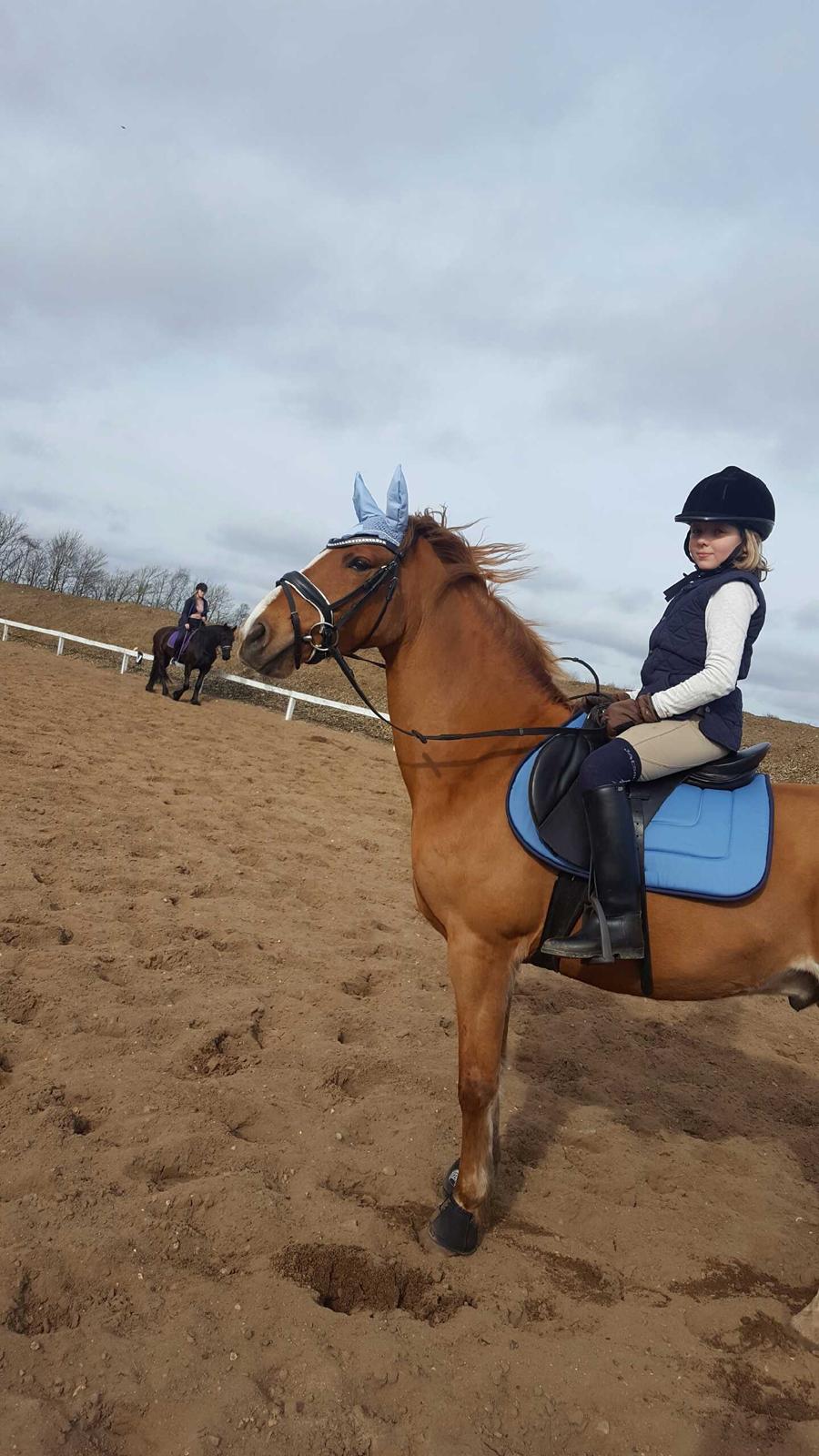 Anden særlig race Bastian (Solgt) - Bastian blev så fin i sit nye grej. billede 12