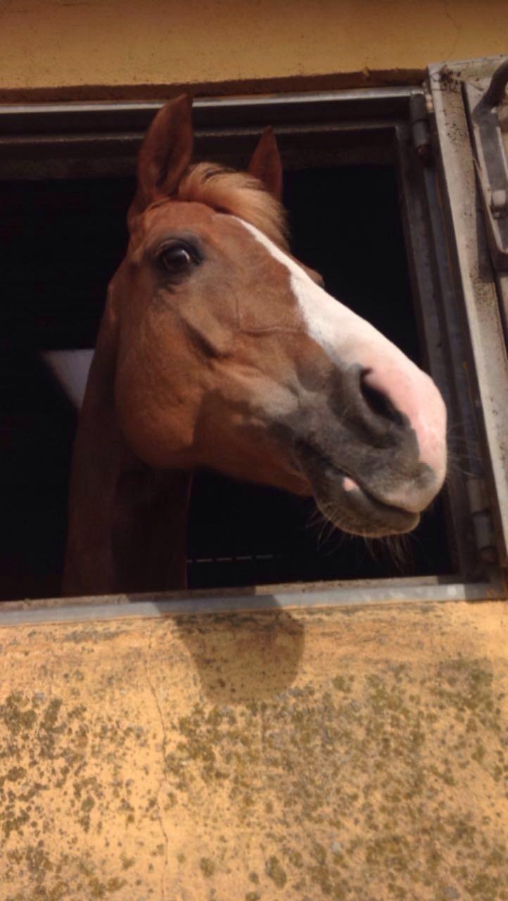 Welsh Partbred (Sec F) Madonna billede 23