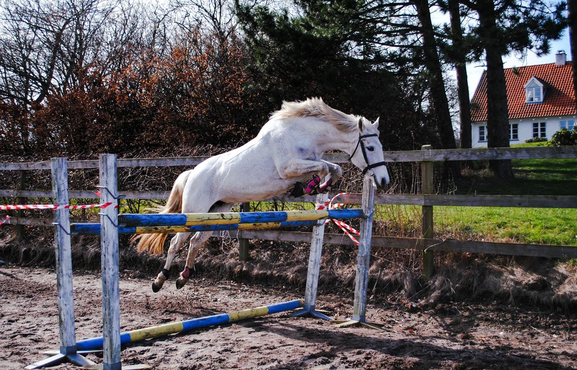 Anden særlig race Windrose's Athena - Min lille hoppeloppe <3 billede 5