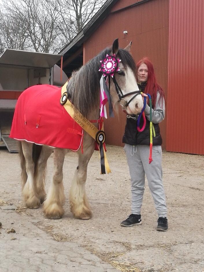 Irish Cob Kijofreg's Acapella (pelsen) solgt billede 32