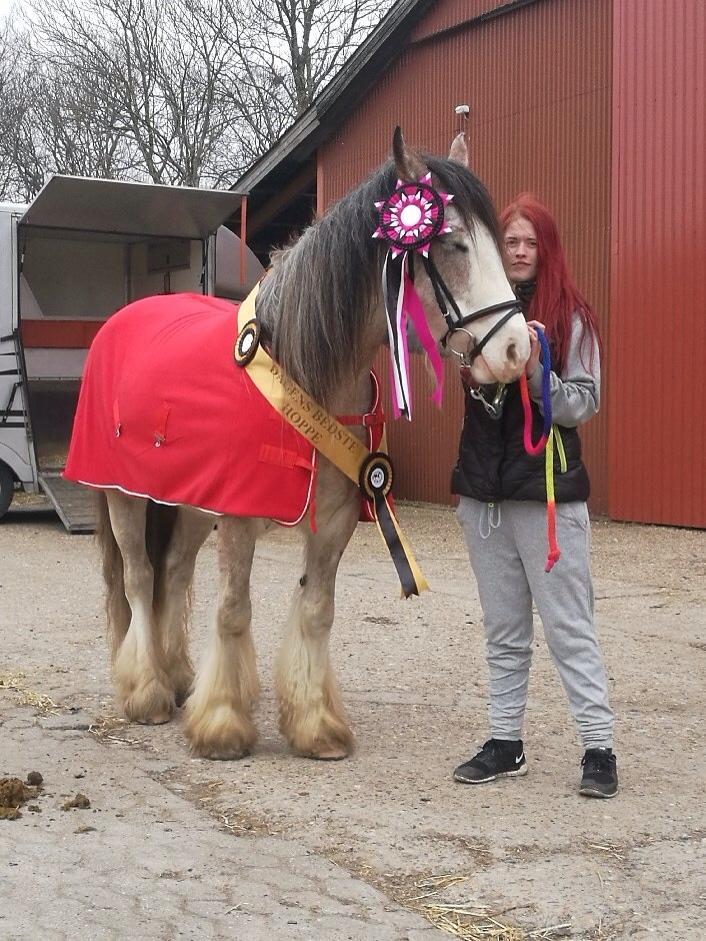Irish Cob Kijofreg's Acapella (pelsen) solgt billede 31