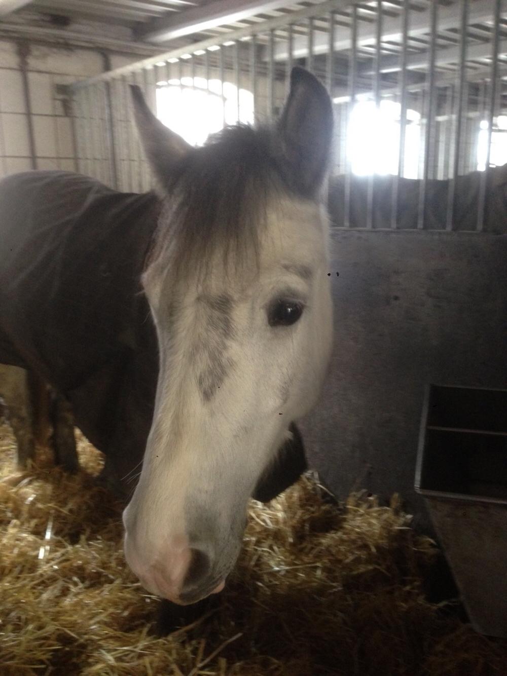 Anden særlig race Spice billede 1