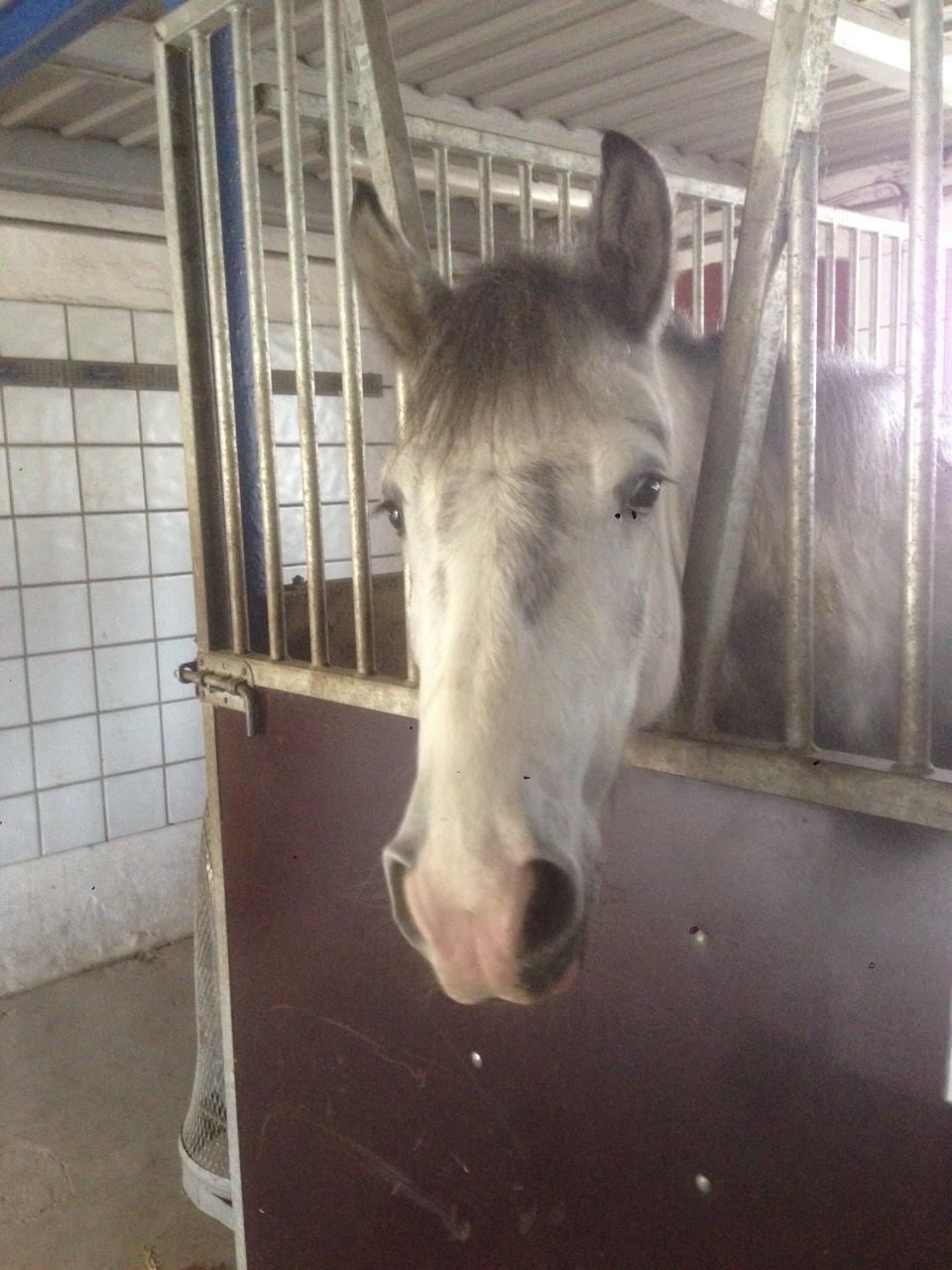 Anden særlig race Spice billede 2