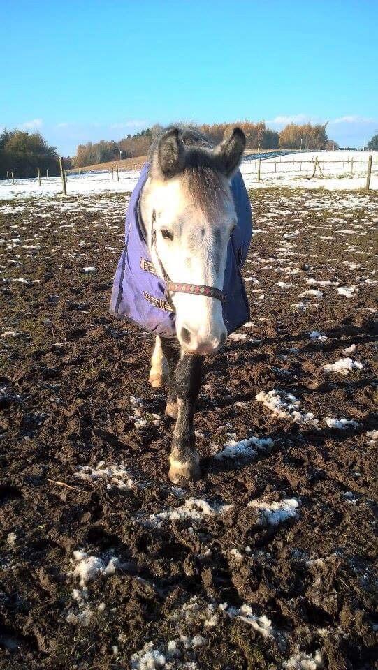 Anden særlig race Spice billede 3