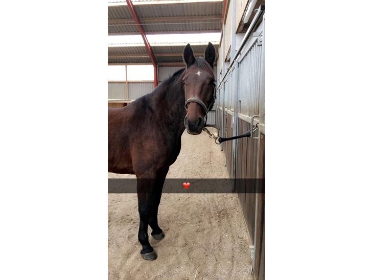 {{currentPhoto.altText}} billede {{currentPhoto.number}}